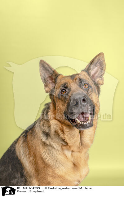 Deutscher Schferhund / German Shepherd / MAH-04393