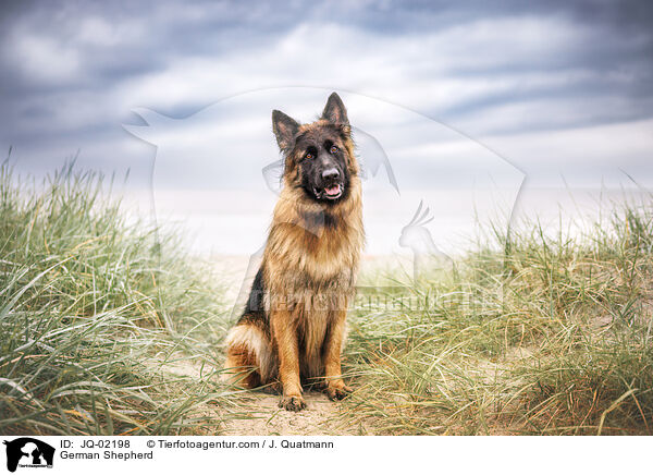 Deutscher Schferhund / German Shepherd / JQ-02198