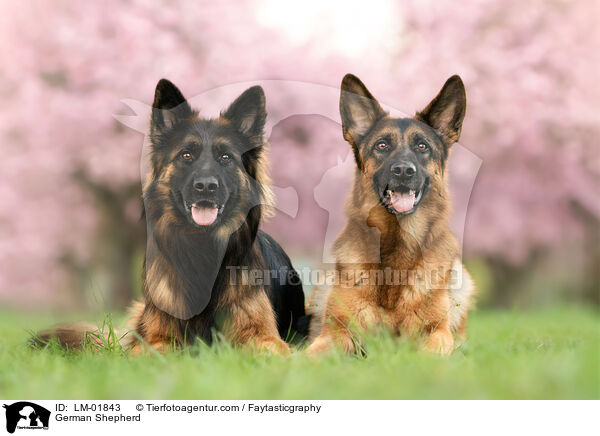 Deutscher Schferhund / German Shepherd / LM-01843