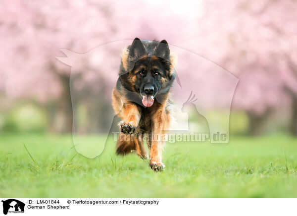 Deutscher Schferhund / German Shepherd / LM-01844