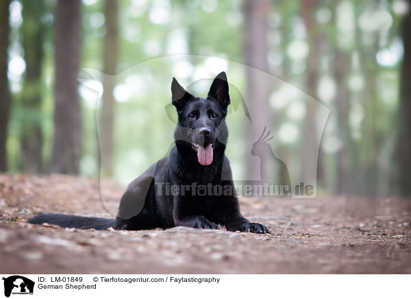 Deutscher Schferhund / German Shepherd / LM-01849