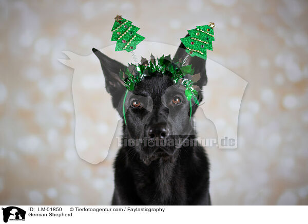 Deutscher Schferhund / German Shepherd / LM-01850