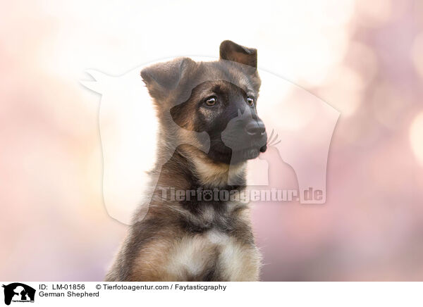 Deutscher Schferhund / German Shepherd / LM-01856