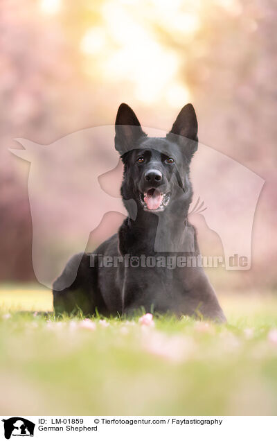 Deutscher Schferhund / German Shepherd / LM-01859