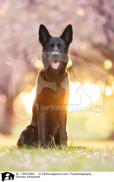 Deutscher Schferhund / German Shepherd / LM-01860