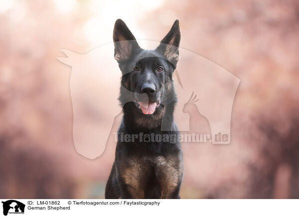 Deutscher Schferhund / German Shepherd / LM-01862