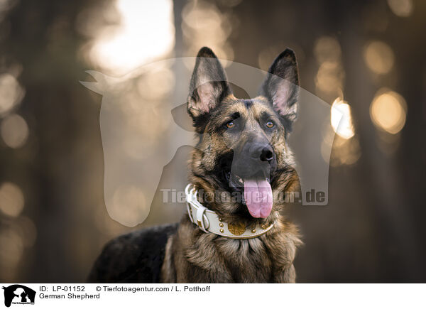 Deutscher Schferhund / German Shepherd / LP-01152