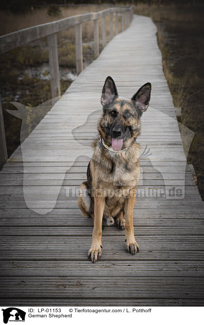 Deutscher Schferhund / German Shepherd / LP-01153