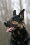 Portrait of a German Shepherd