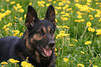 shepherd portrait