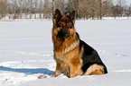 shepherd in snow