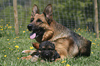 Shepherd Puppy