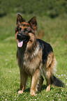 German Shepherd