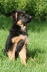 German Shepherd pup