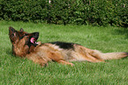 German Shepherd