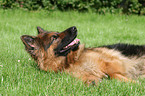 German Shepherd