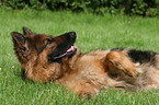 German Shepherd