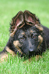 young German Shepherd