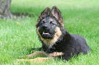 young German Shepherd