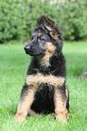 young German Shepherd