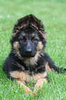 young German Shepherd