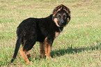 young German Shepherd