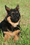 young German Shepherd