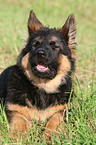 young German Shepherd