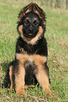 young German Shepherd