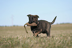 German Shepherd Puppy