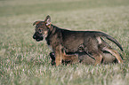 German Shepherd Puppy