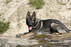 male German Shepherd