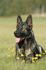 German Shepherd