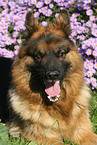 German shepherd