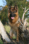 German shepherd