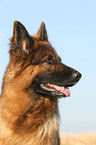 German shepherd