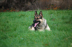 lying German Shepherd