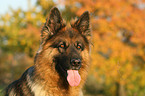 German Shepherd portrait