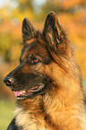 German Shepherd portrait