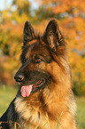 German Shepherd portrait