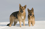 German Shepherds in snow