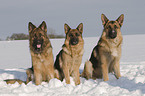 German Shepherds in snow