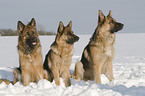 German Shepherds in snow