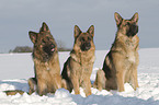 German Shepherds in snow