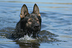 German Shepherd Portrait