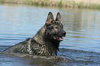 German Shepherd in water