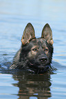 German Shepherd Portrait