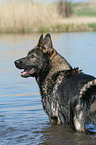 German Shepherd in water