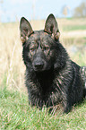 German Shepherd on meadow