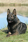 German Shepherd on meadow